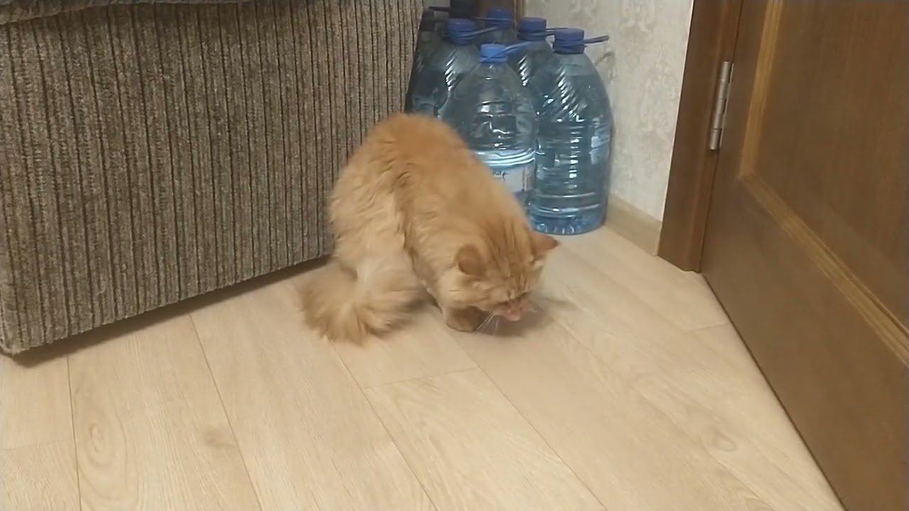 The cat loves to play with a regular bag