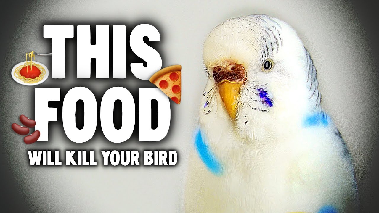 Top 10 Vegetables & Fruits That Will Kill Your Bird