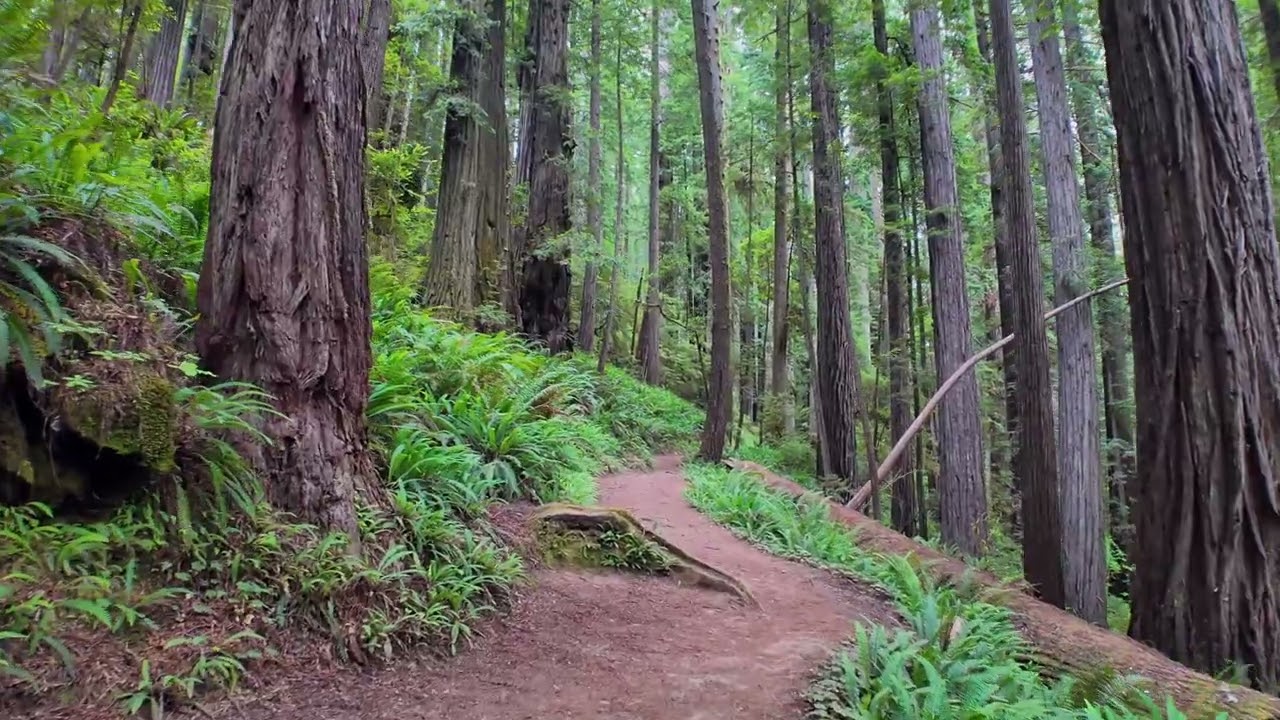 A short walk on the James Irvine Trail, Prairie Creek State Park, Califormia  | DarkSideOverland.com