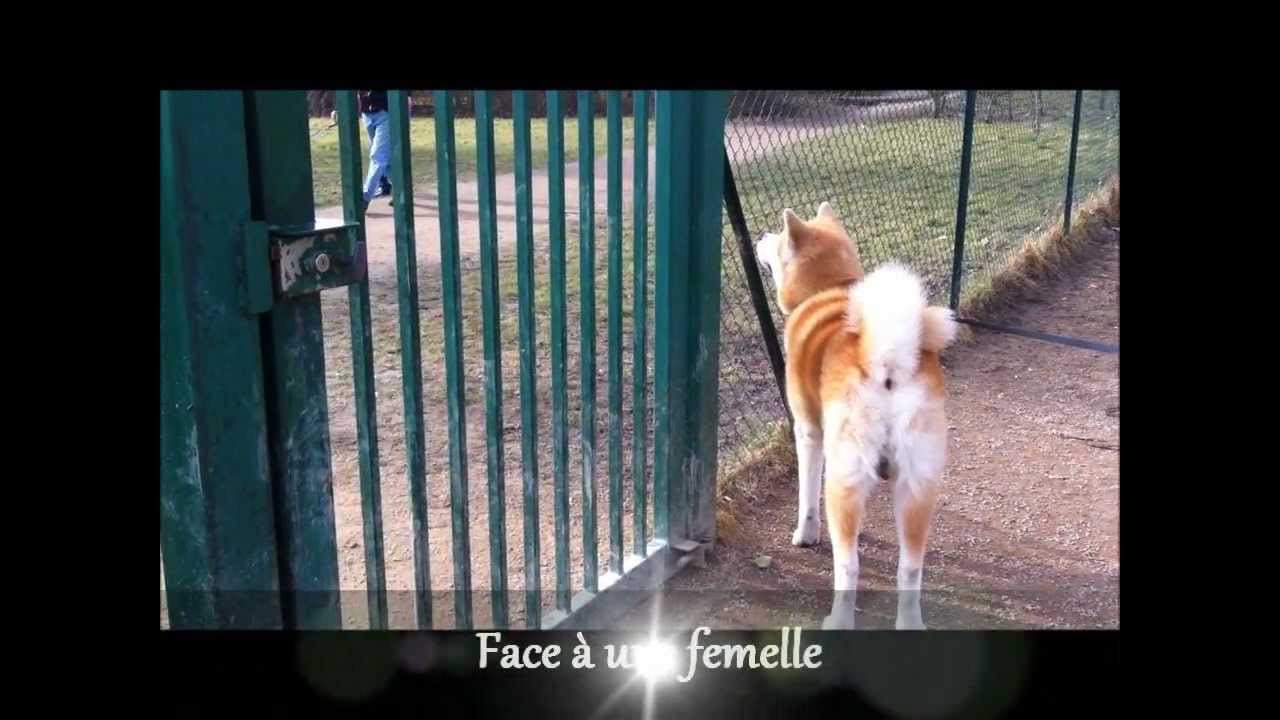 Différence mâles et femelles pour un akita inu