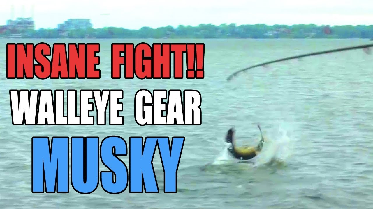 Musky while Walleye Fishing - INSANE FIGHT!! -Todays Angler