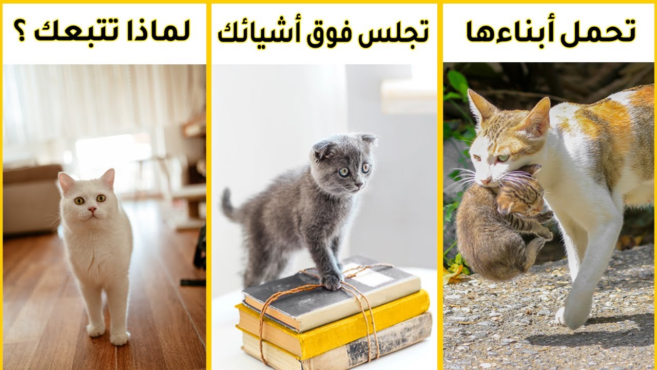 تفسير 5 تصرفات تفعلها القطط المنزلية