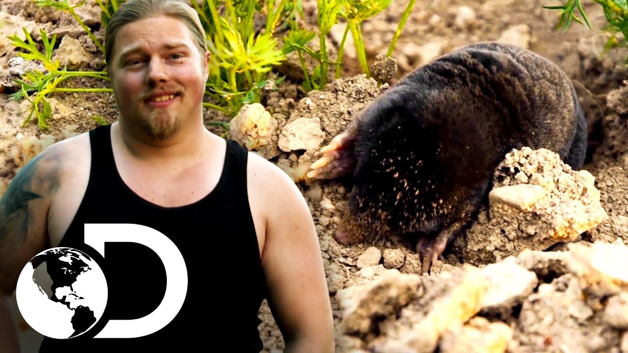 A incrível armadilha para espantar toupeiras! | A grande família do Alasca | Discovery Brasil