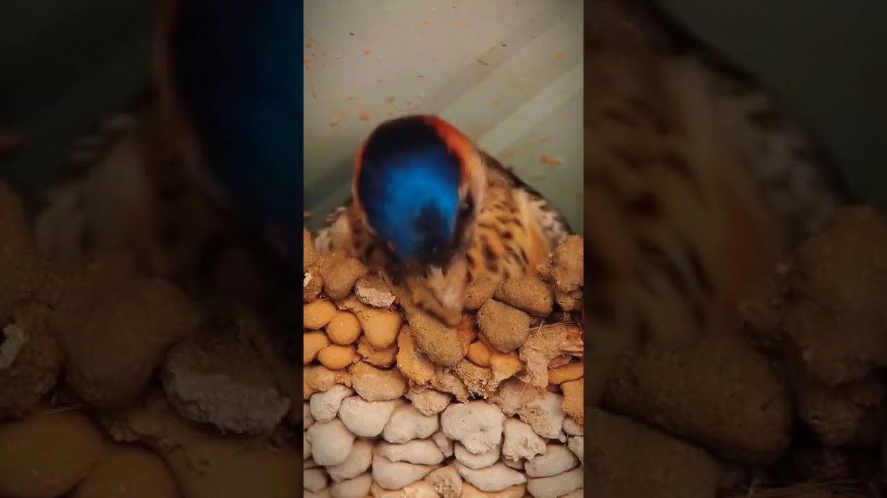 Nest Building of Engineer Bird in Sand 🐦🐦 mass 🔥🔥