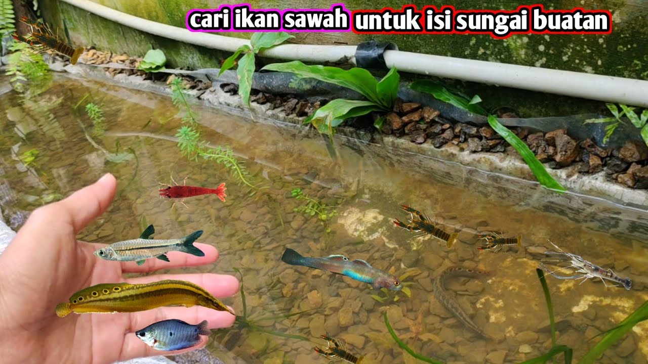 Cari berbagai jenis ikan disawah untuk isi sungai buatan