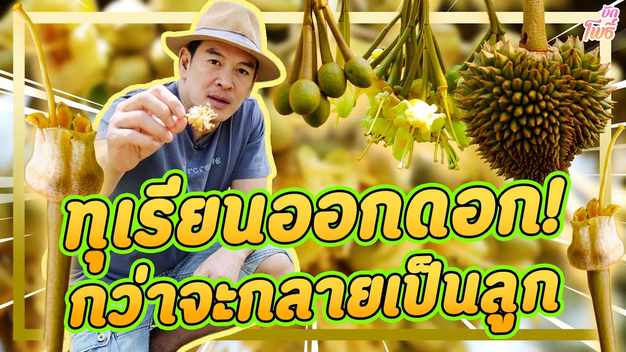 ทุเรียนออกดอก! กว่าจะกลายเป็นลูกทุเรียน!