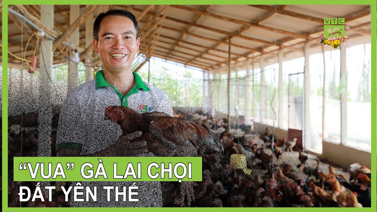 “Vua” gà lai chọi đất Yên Thế | VTC16