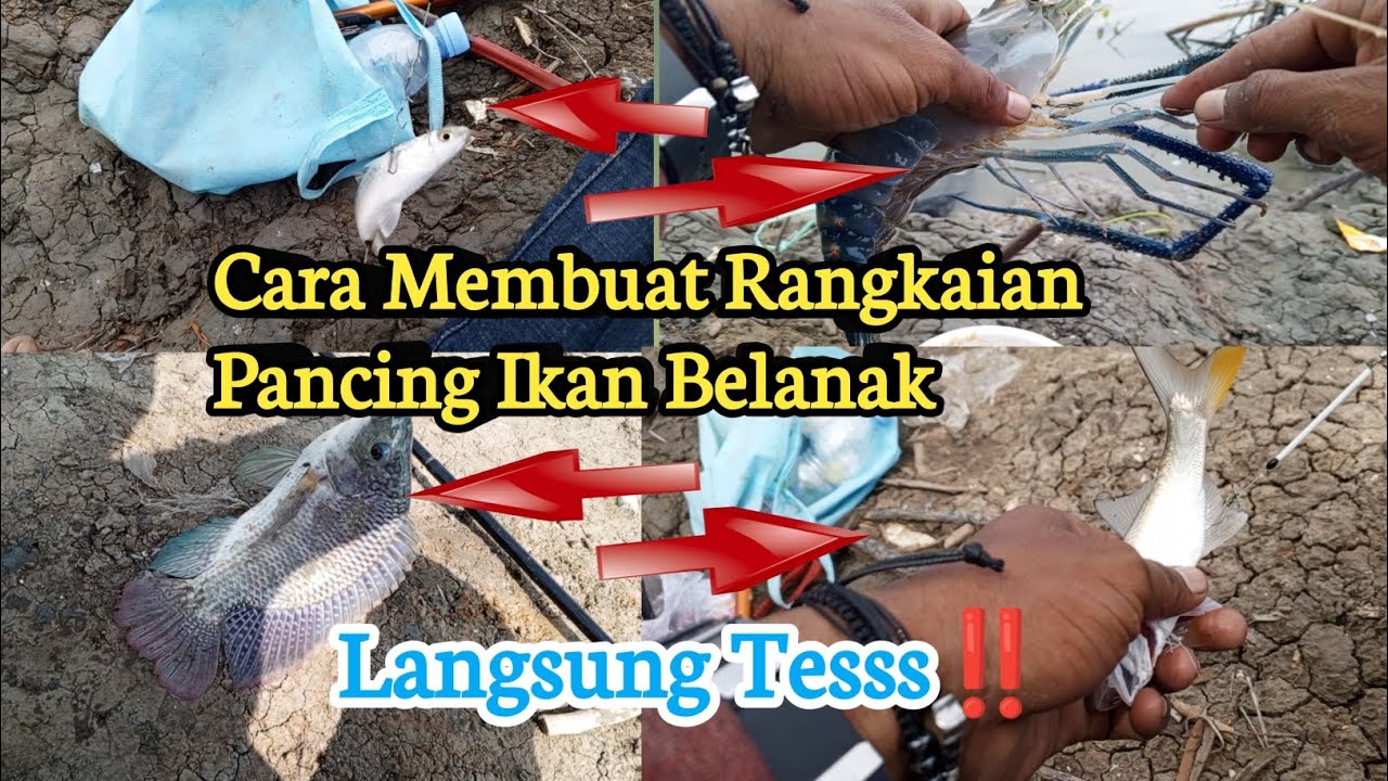 Cara membuat Rangkaian Pancing ikan Belanak Paling Ampuh‼️#mancingbelanak