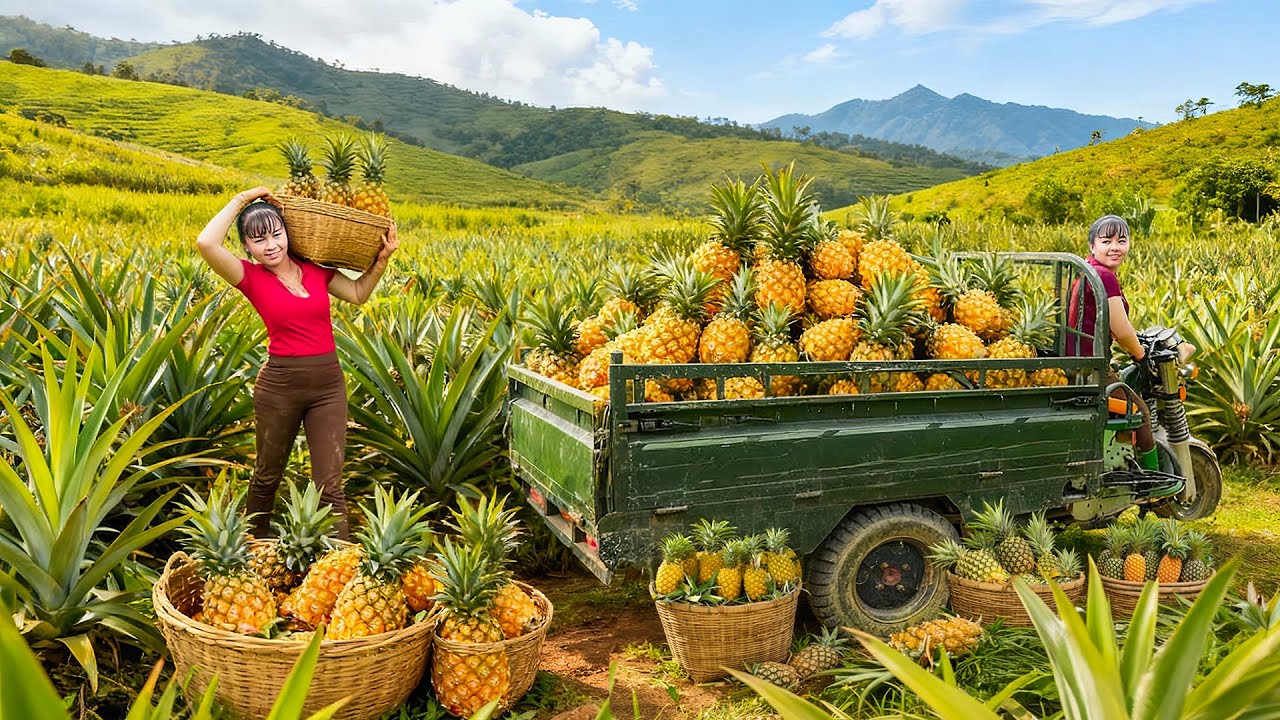 TIMELAPSE -- Harvest Tons Of Giant Pineapples, Use Truck Transport Many Pineapples Go To Market Sell