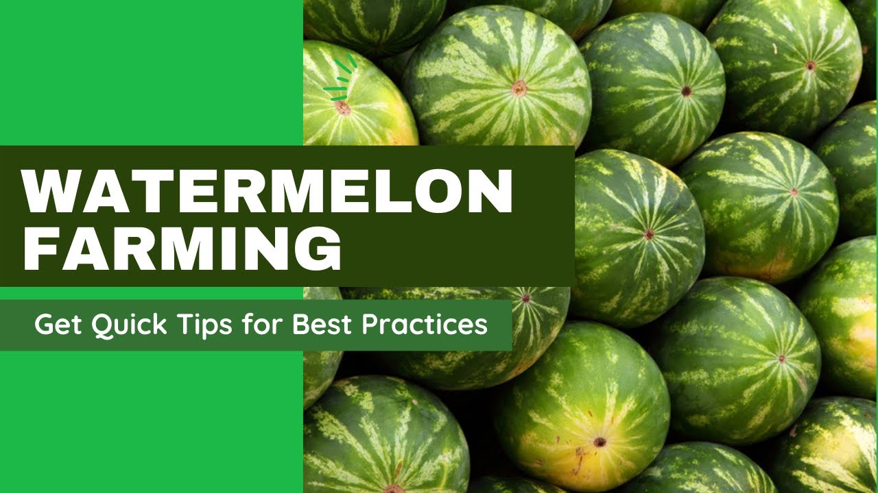 Watermelon Farming Quick Tips