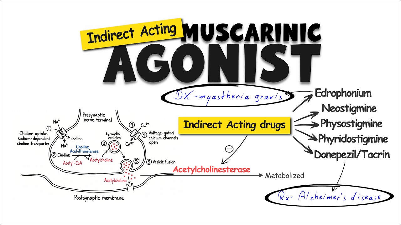Indirect-Acting Cholinergic Drugs: Edrophonium, Neostigmine & Physostigmine | ANS-7
