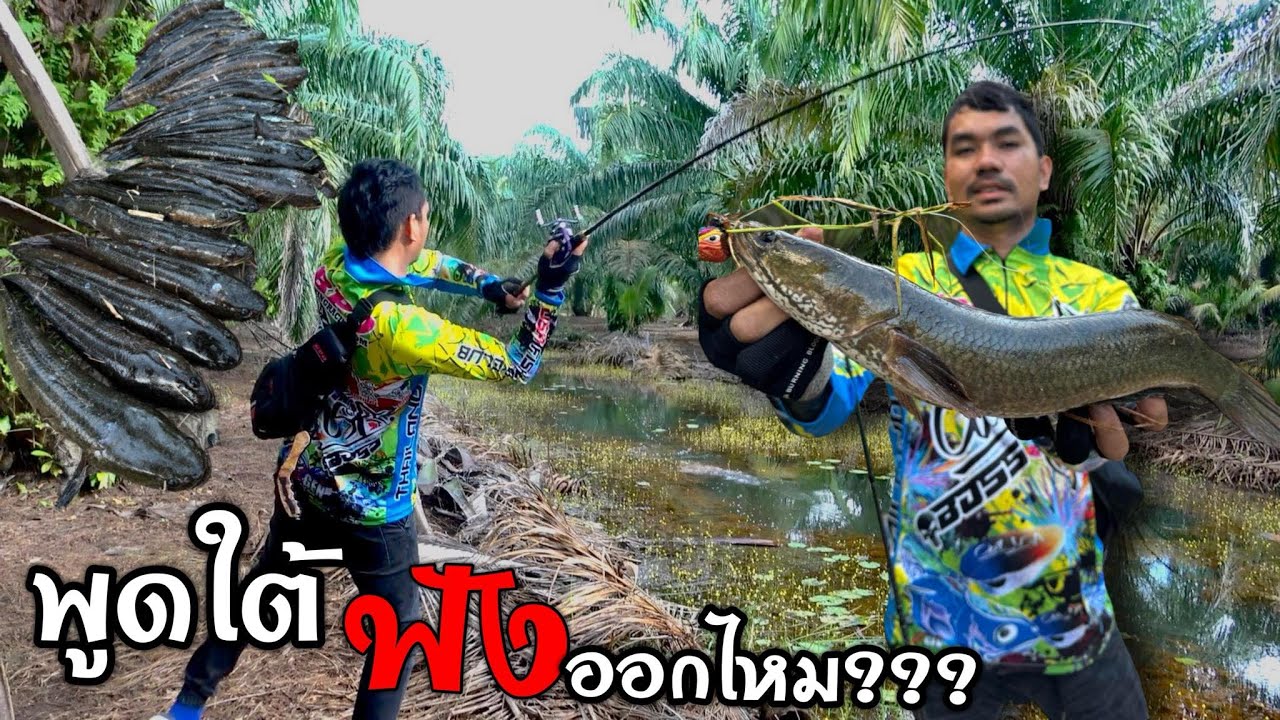ตกปลาช่อน หมายสวนปาล์มชุมพร พูดใต้ฟังกันออกไหมครับ
