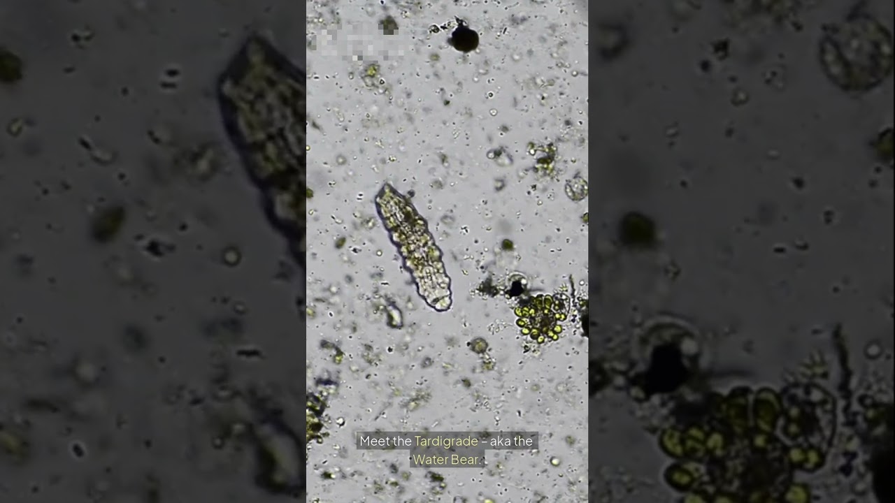 Tardigrade: The Immortal Microscopic Beast