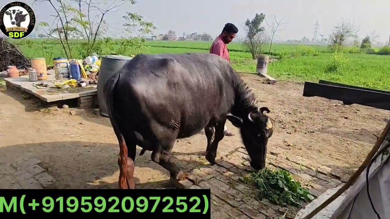 #date(04-02-26) there Buffalo for sale One Cow 🐄 for sale 