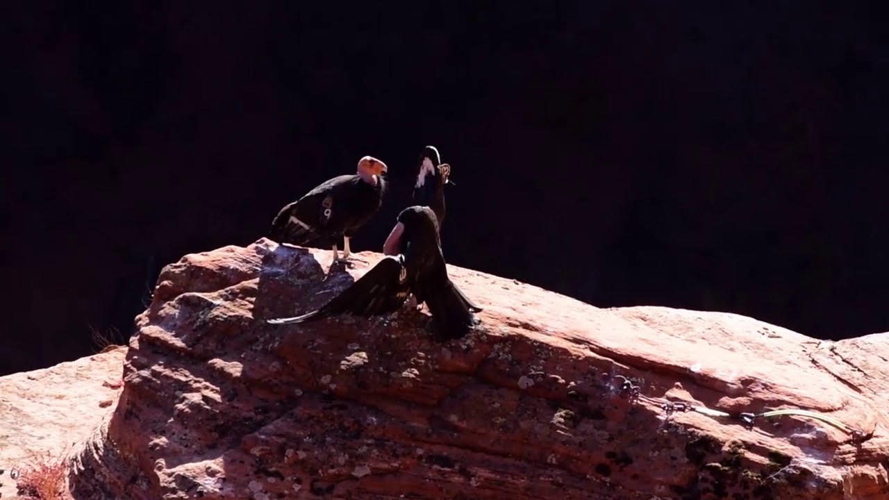The Courtship Dance of the California Condor