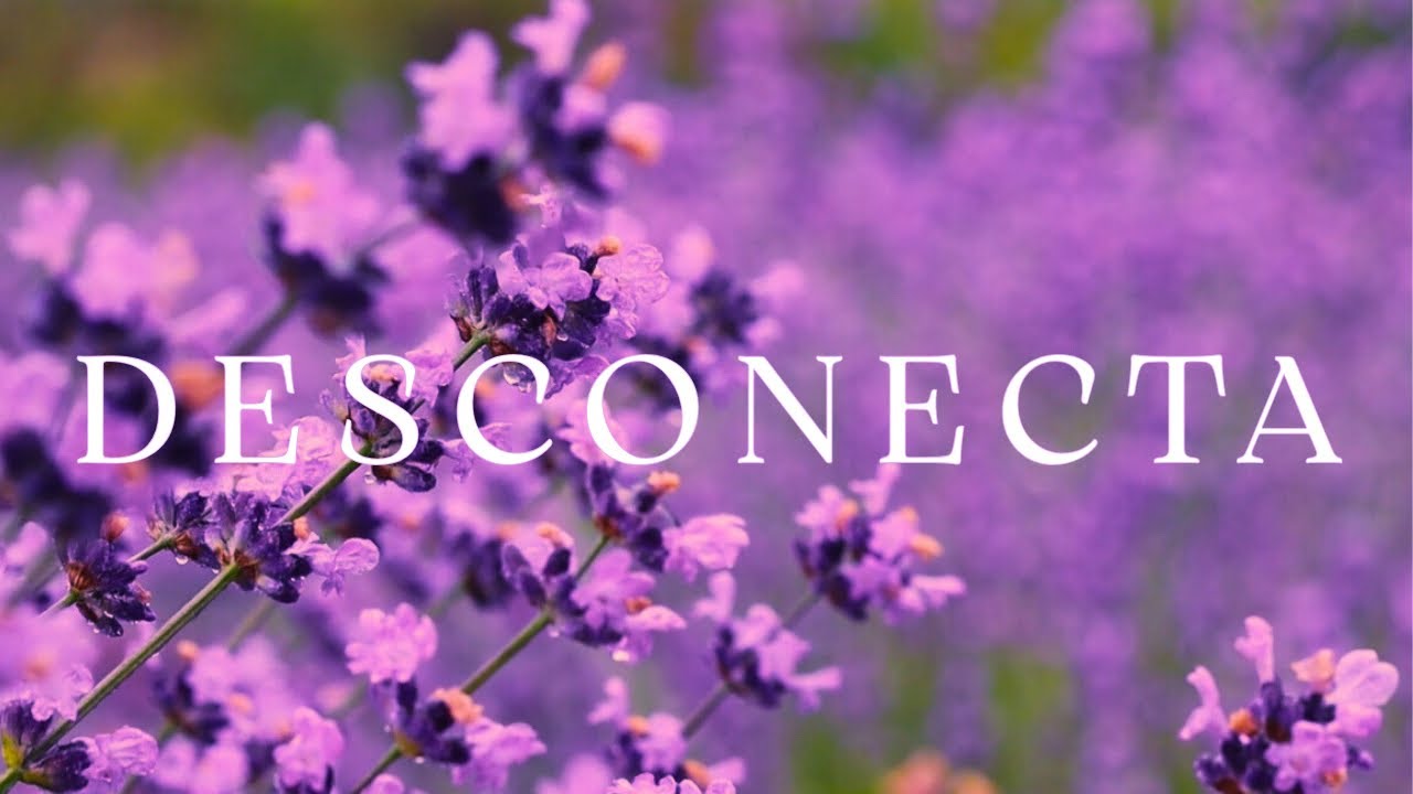 DESCONECTA 💜 Música Relajante para Liberar el Estrés y Calmar la Mente