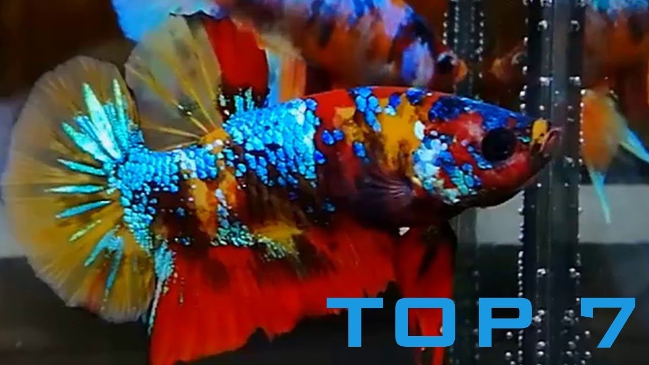 [ Selective ] Top 7 beautiful BETTA Fish - WOW Amazing Aquarium fish color : Nemo, fancy,koi betta