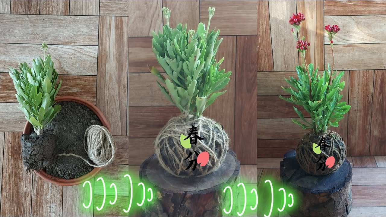 Kokedama of Kalanchoe Succulent Plant. 1 Month update added.