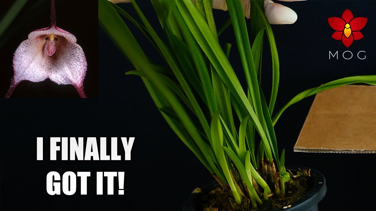 Unboxing  Exciting Orchid Haul! - Finally purchased my dream Orchids 😍