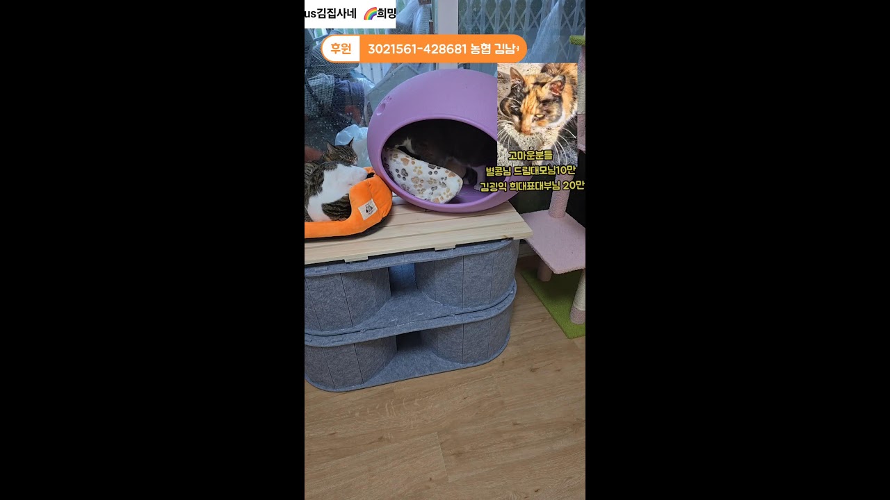 20260127희망플러스 김집사네 라이브  #동물  #애견 #고양이 #강아지 #소통 #고민상담