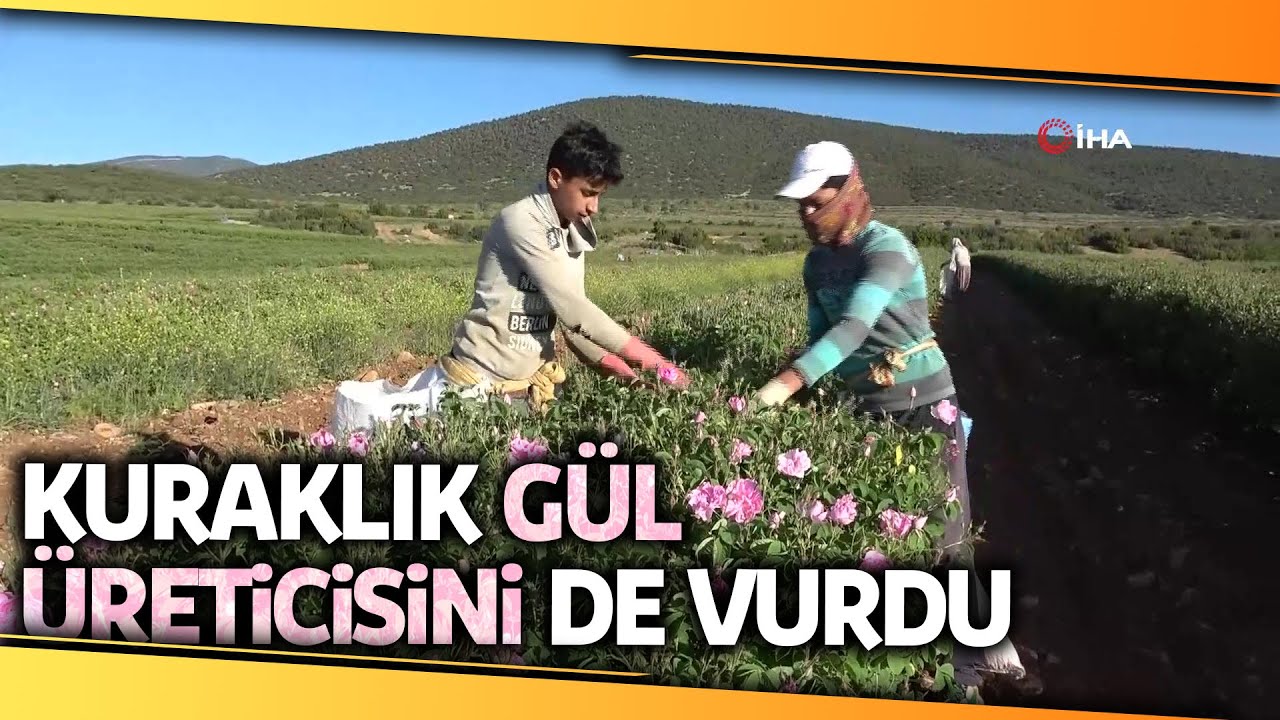Isparta’da Kuraklık Gül Rekoltesini Ve Verimini Etkiledi İha