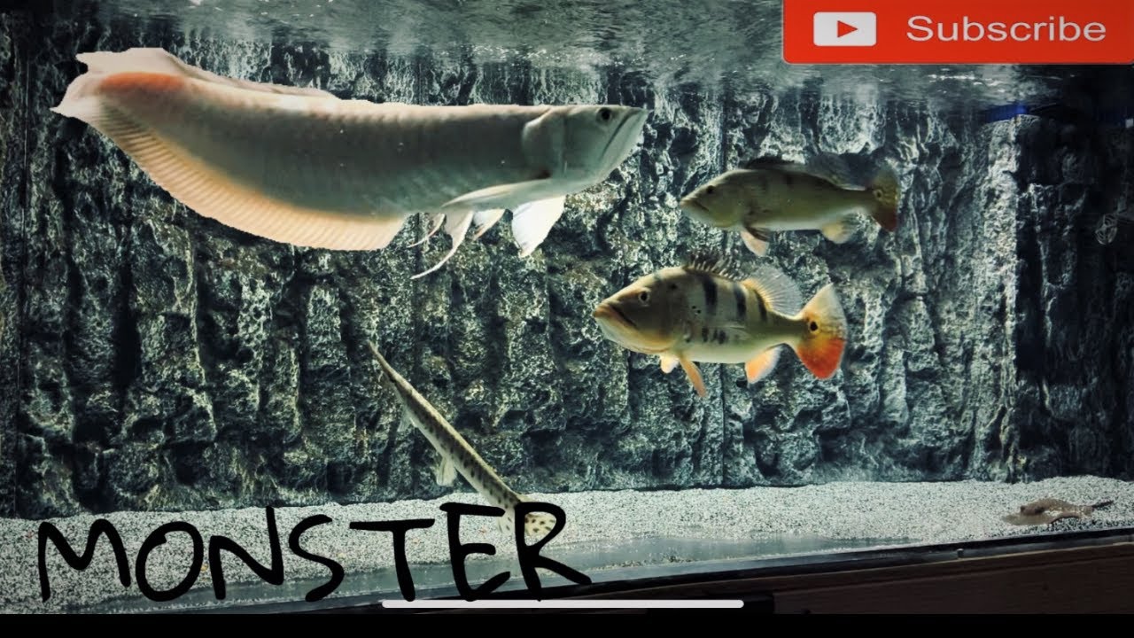 Watch this BEFORE you buy a SILVER AROWANA!  |   1 Year Growth Rate