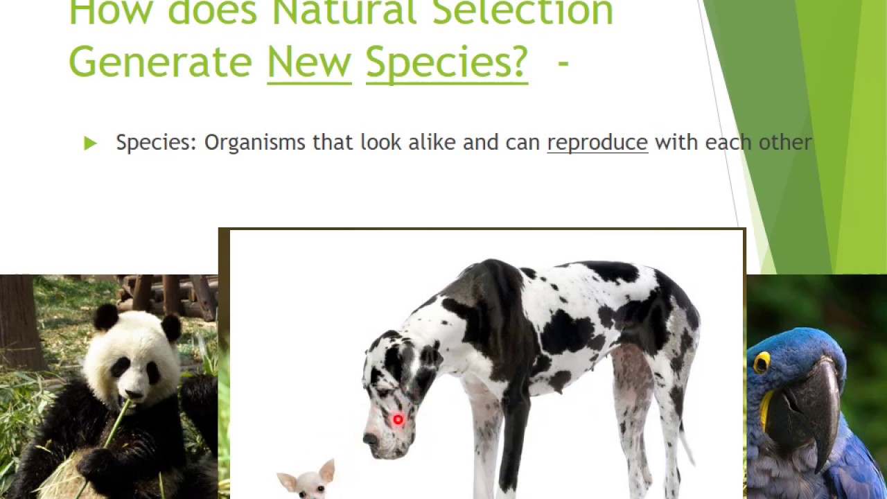 How do new species evolve? video notes
