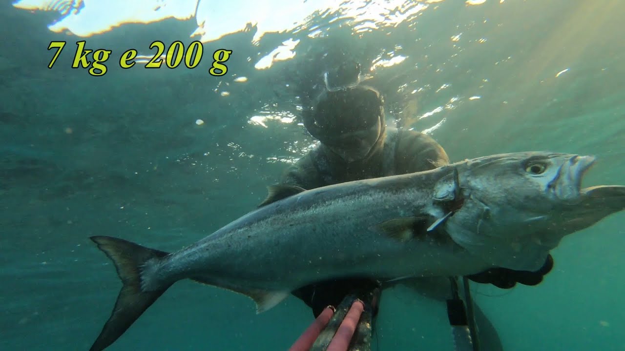 Pescasub: 7 kg di potenza  #serra #salento #Marzo2022 #pescainapnea #spearfishing