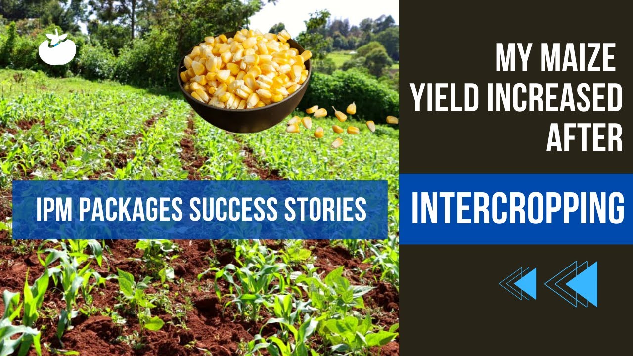 Intercropping Maize and Beans - Colleta Odera, Kenya
