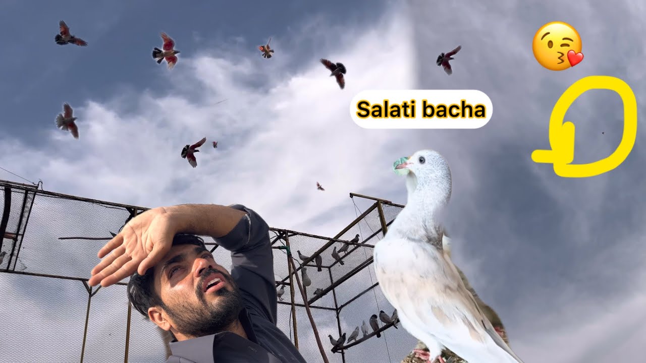 Kabootaro ki training ka 2 din🥰slati bacha ka kam check karo 🤣😍