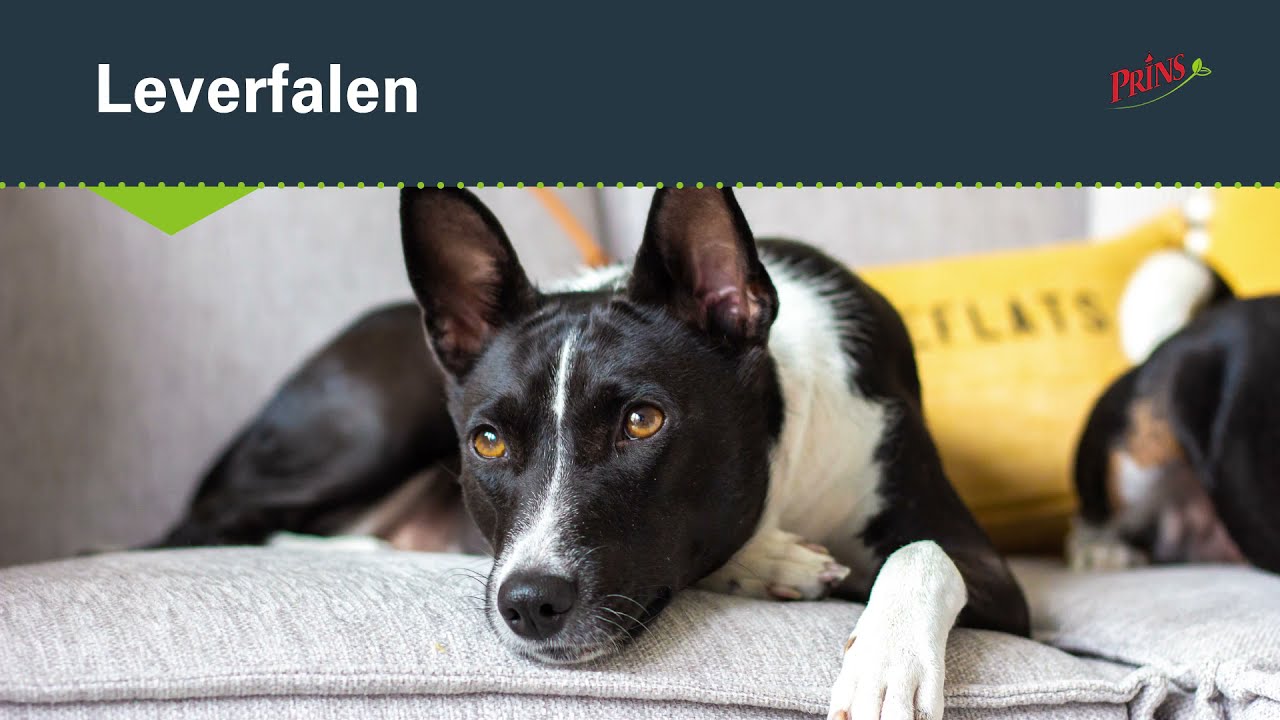 Leverfalen | Veelvoorkomende gezondheidsproblemen