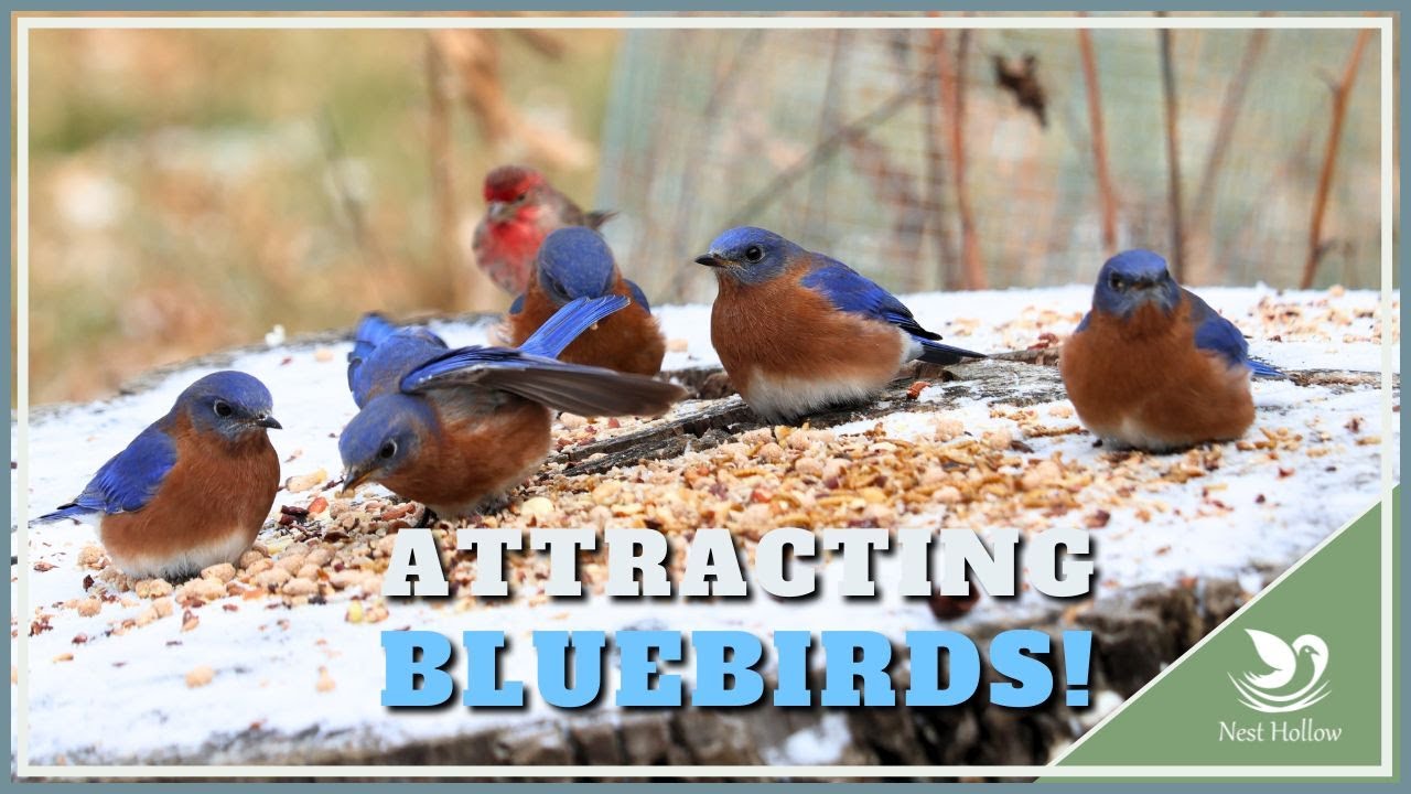 ATTRACT BLUEBIRDS: What Works, What Doesn't