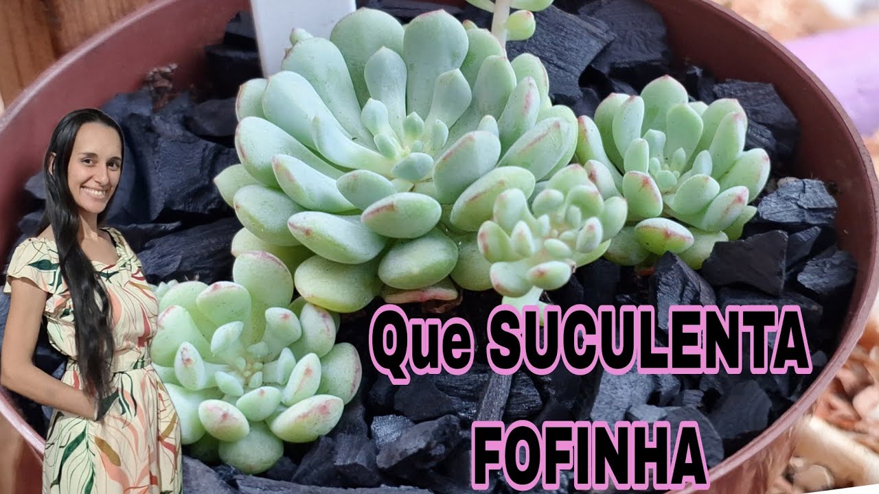 Echeveria Cute Bean SAIBA COMO CULTIVAR ESSA SUCULENTA SUPER FOFA