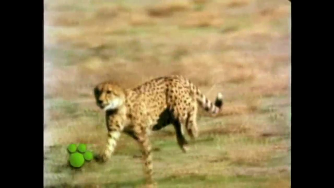 Intro El maravilloso mundo de los animales