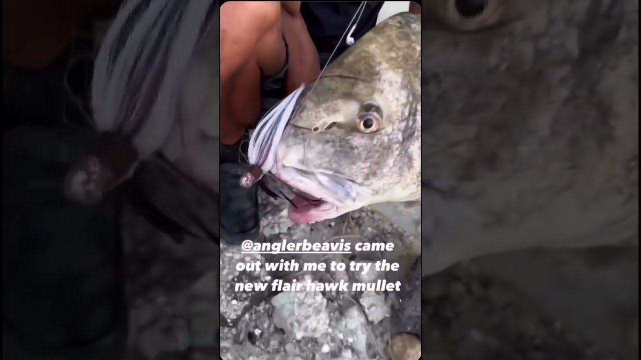 MONSTER black drum #fishing #jig #fish #florida #diy #custom #drum #flairhawk #baitcaster