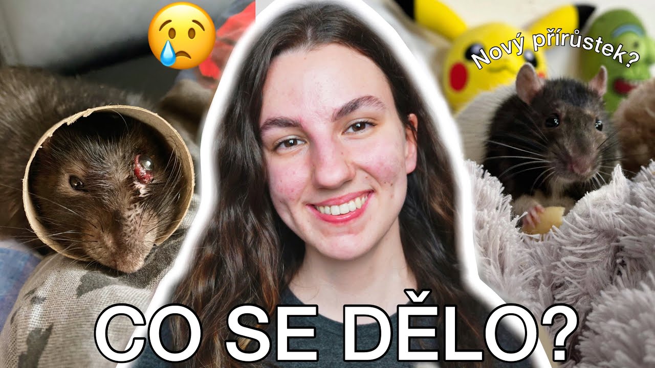 Život S Potkany..(nový přírůstek, co vše se dělo…)