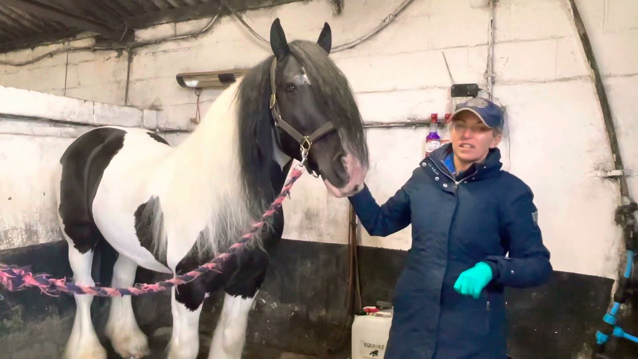 Sue-Helen Shuttleworth shows day to day care of the feather, mane & tail of a traditional coloured.
