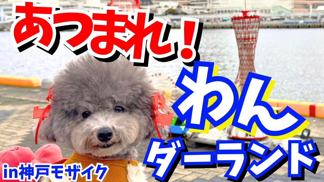 【驚愕】人気ドッグイベントで新しいおやつ発見！夜まで最高の一日！ルミナリエも🐩【あつまれ！わんダーランド】神戸モザイク広場