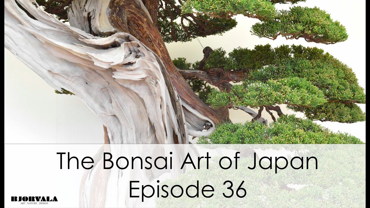 The Bonsai Art of Japan - Episode 36