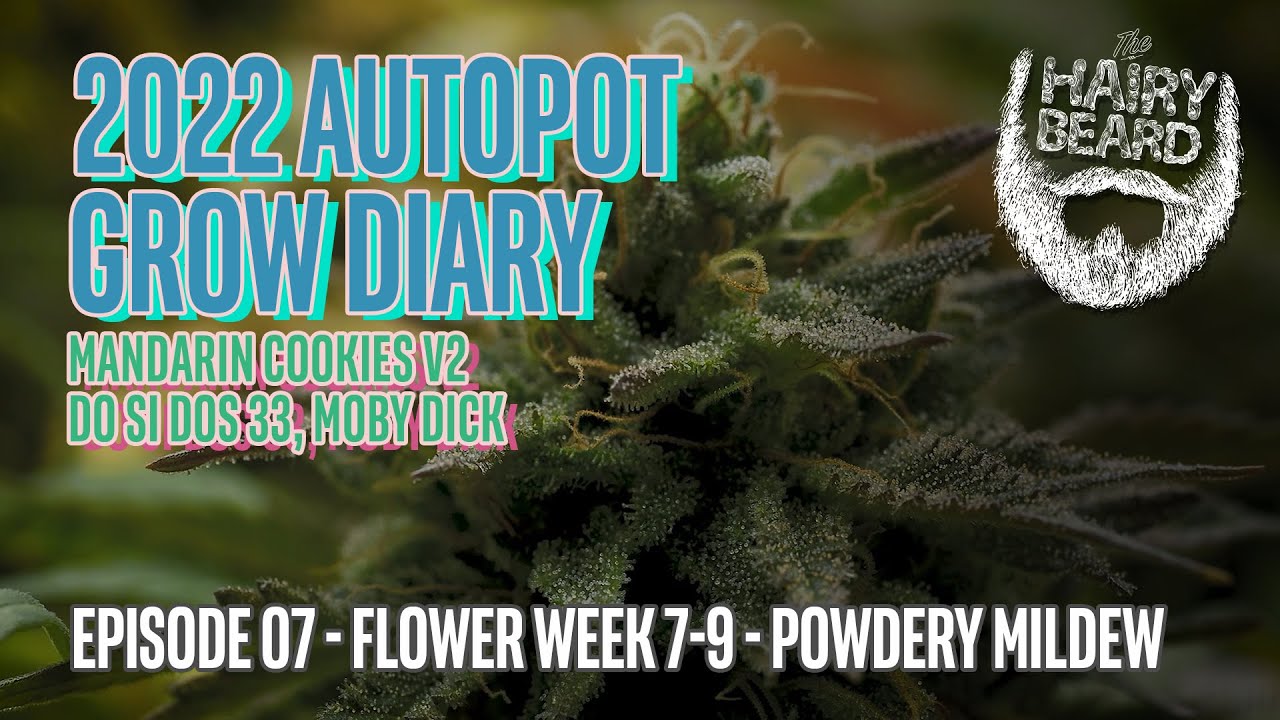 AUTOPOT 2022 CANNABIS GROW | Episode 07 - Flower Week 7-9 - Powdery Mildew