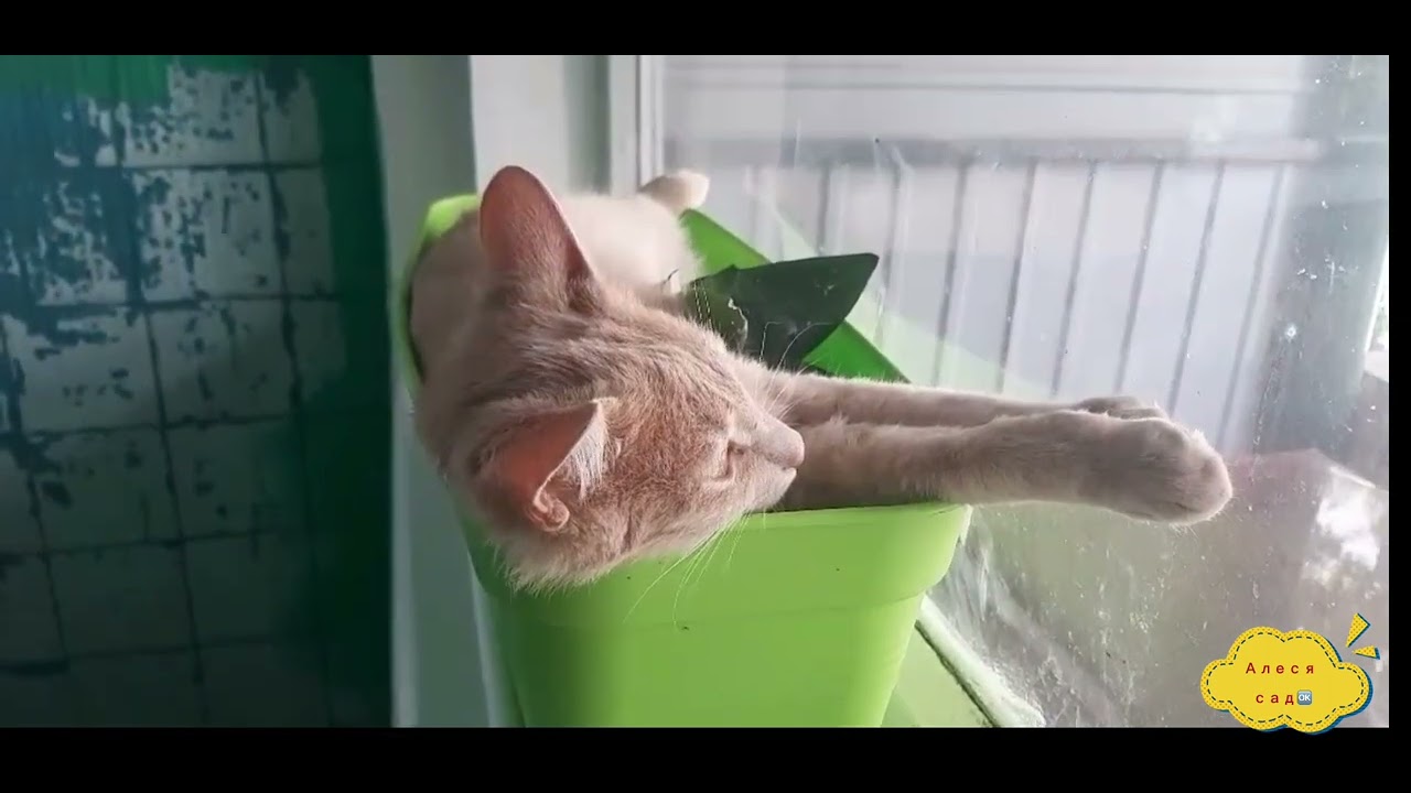 ВЫПУСК 24: Кот, лень, жара