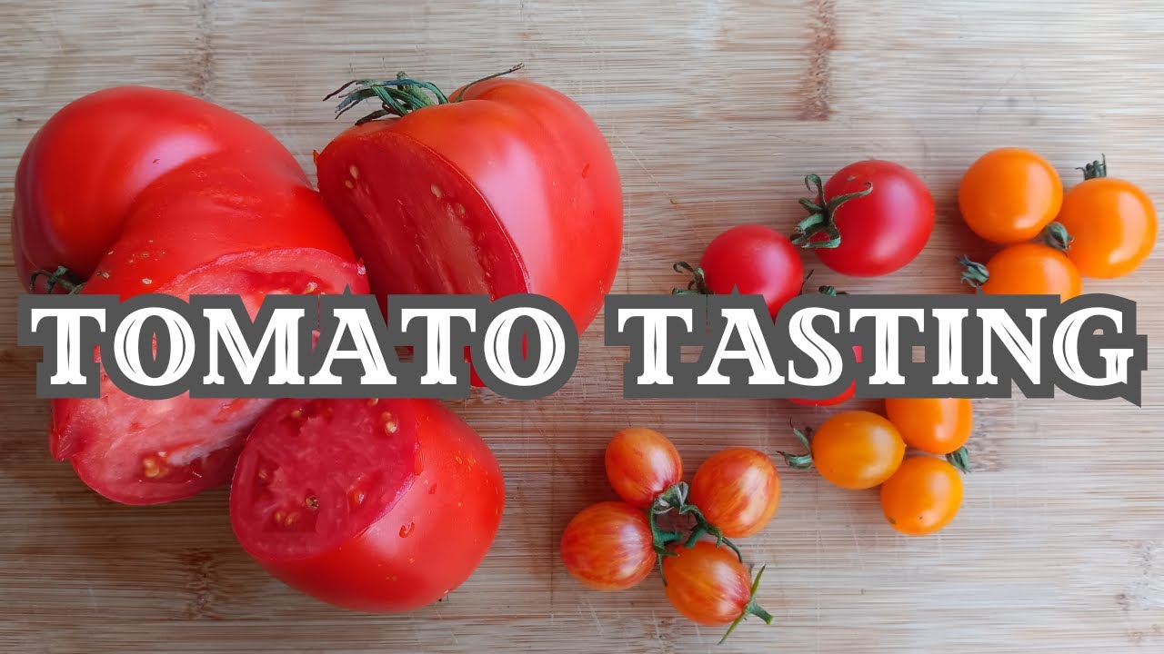 Tomato Taste Test: Rating 7 Delicious Varieties! 🍅