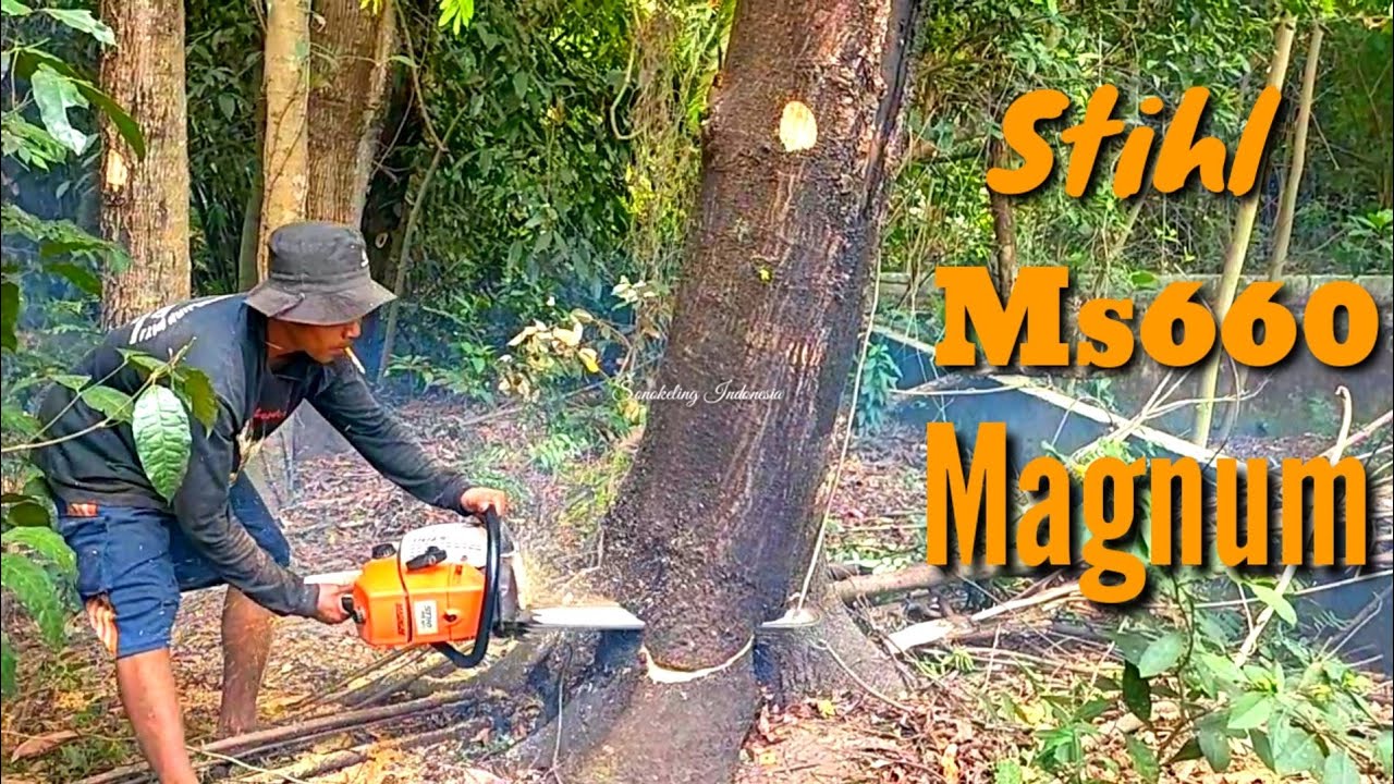 Sweat dripping,,,!! Cutting Joar Trees with Chainsaw STIHL Ms660 Magnum..