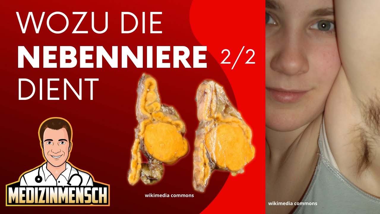 Was macht eigentlich die NEBENNIERE ? Nebennierenrinde (2/2)