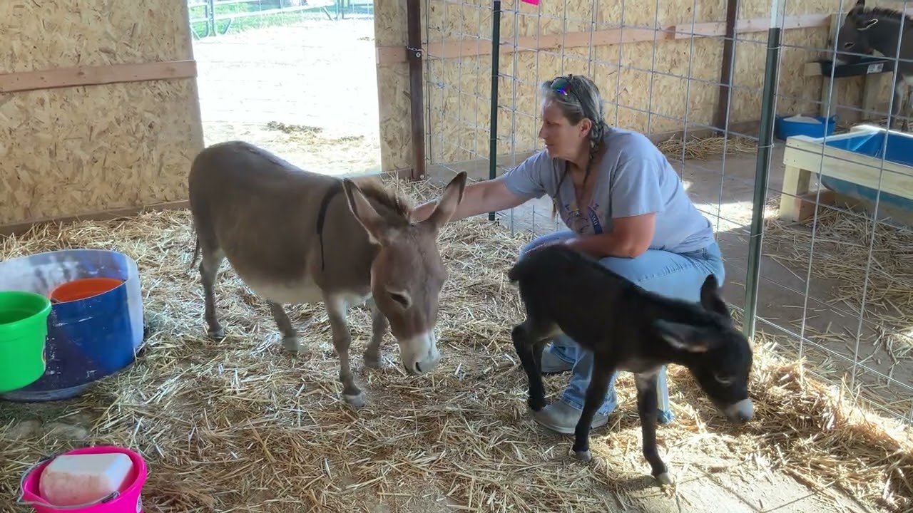Giving momma time to eat
