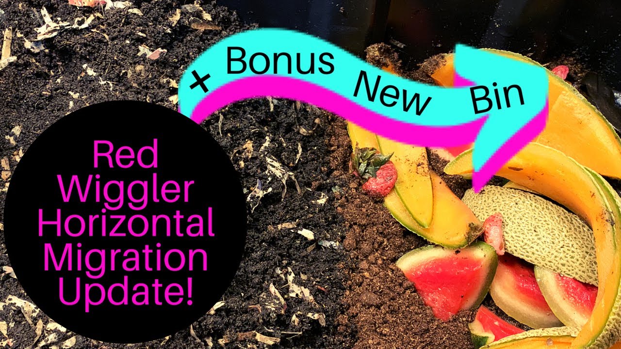 Red Wiggler Bin: Horizontal Migration & Harvest Update