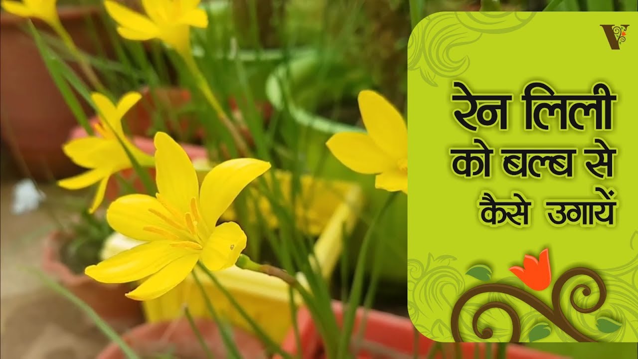 How to Grow Rain Lily from Bulbs | Care of Rain lilies | रेन लिली की महत्त्वपूर्ण जानकारी (Hindi/EN)