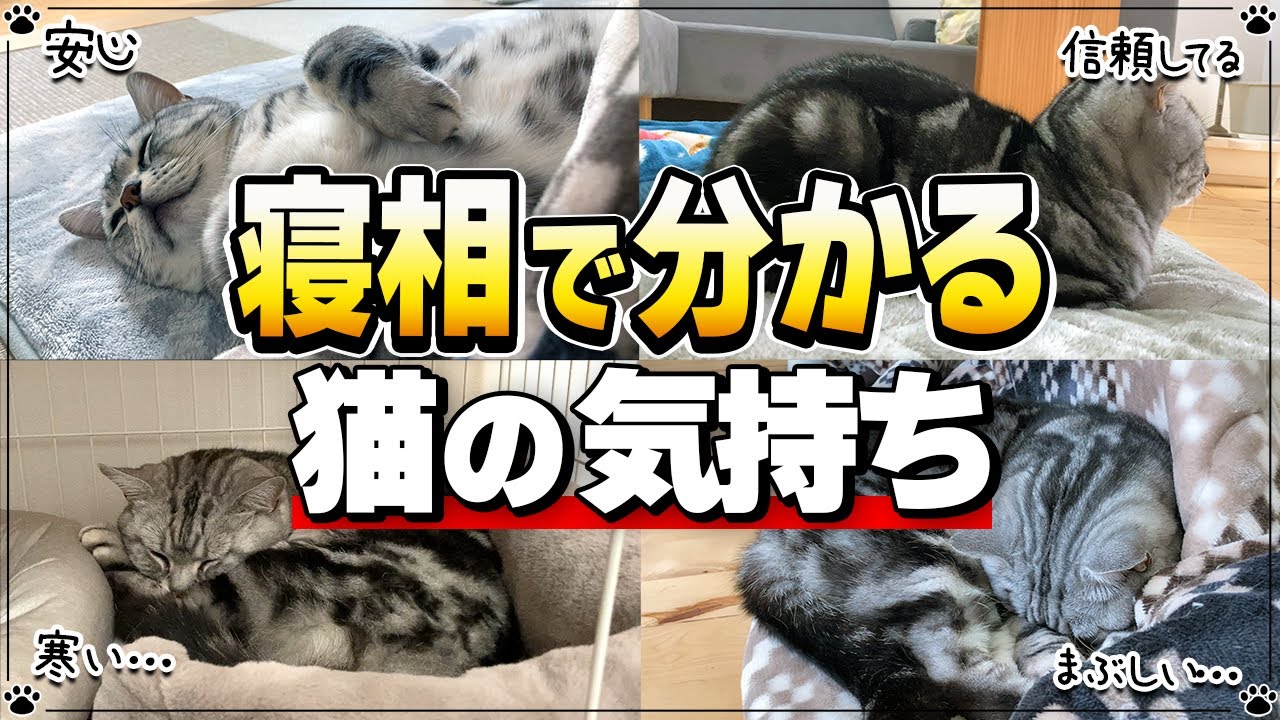 寝相で分かる猫の気持ち 