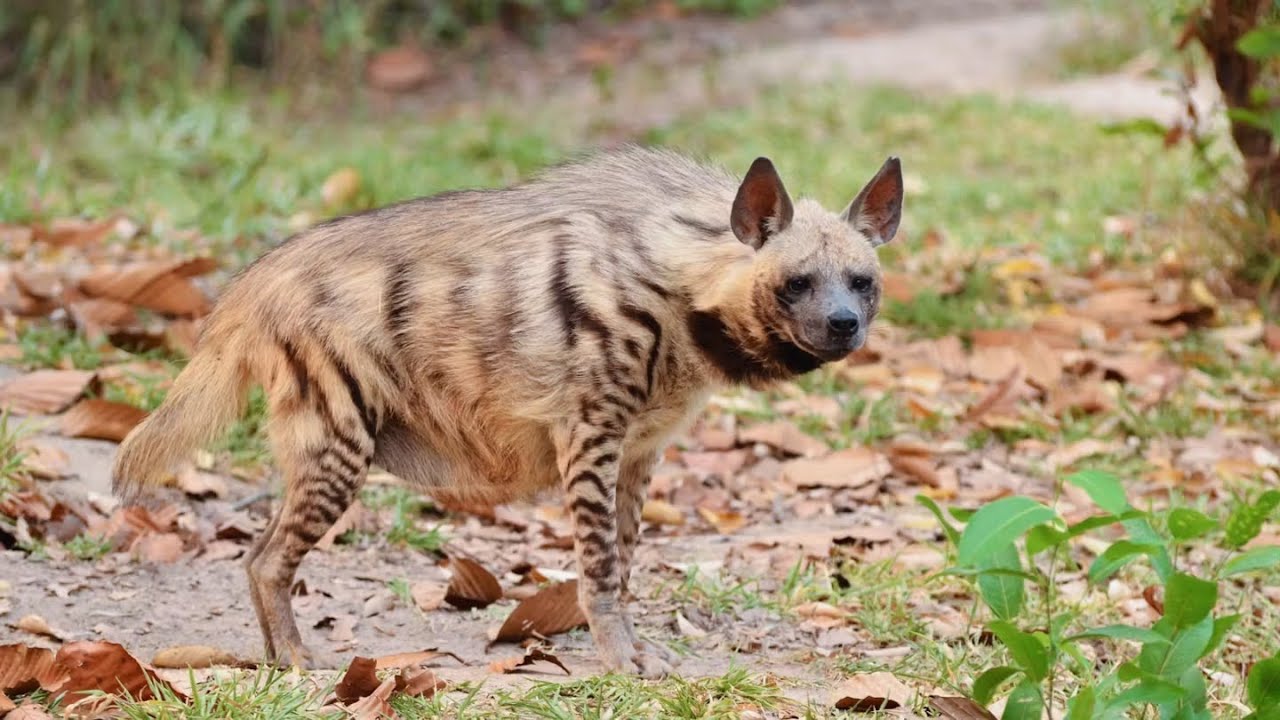 “Return of the Scavenger: Rewilding Striped Hyenas in Europe”