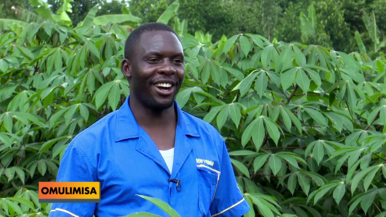 OMULIMISA By'olina okugoberera ng'otandika okulima muwogo.B